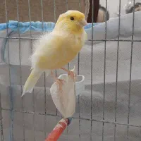 فروش قناری نر