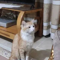 گربه نارنجی|گربه|کرج, کمال‌شهر|دیوار