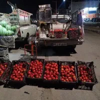 گوجه ربی 35.000