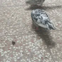 کبوتر سرور