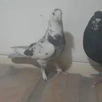 کفتر شهرستانی|پرنده|چهاردانگه (تهران), |دیوار