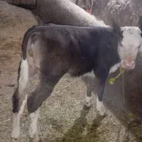 گاوشیری باگوساله دوماهه|حیوانات مزرعه|دیواندره, |دیوار
