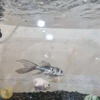 معاوضه ماهی کوی|ماهی|یزد, |دیوار