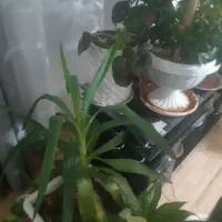 سلام یه تعداد گل کاج ویه تعداد گل زیاد به فروش|گل و گیاه طبیعی|سرپل ذهاب, |دیوار