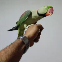 شاه طوطی رام رام نر طوق دار