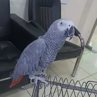 کاسکو 4 ساله سخنگو نر اماده|پرنده|پردیس, فاز ۳|دیوار