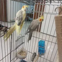 عروس هلندی مولد نر و ماده