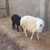 میش زائیده|حیوانات مزرعه|سبزوار, قصبه شرقی|دیوار