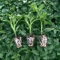 نشا گوجه برنتا ، بدرو ، بروویو|خدمات باغبانی و درختکاری|کهنوج, |دیوار