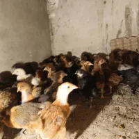 جوجه|حیوانات مزرعه|سیرجان, |دیوار
