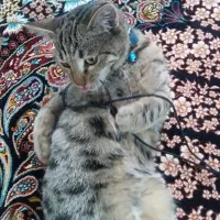 گربه خانگی ماده|گربه|اردبیل, |دیوار