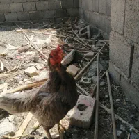 مرغ