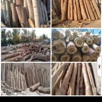 خرید چوب خریدار چوب تخته تنه درخت اره کاری|خدمات باغبانی و درختکاری|مشهد, بهاران|دیوار