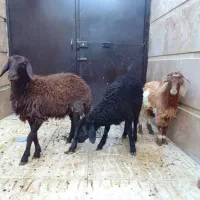 یک بزغاله نرودوبره نروماده