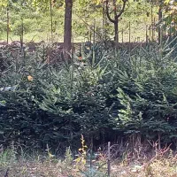 انواع کاج|گل و گیاه طبیعی|کلاردشت, |دیوار