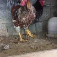 ویاندت بلو رد و اورنج|حیوانات مزرعه|بابل, |دیوار