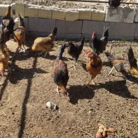 جوجه خروس سیاه  محلی اصل پاسیاه