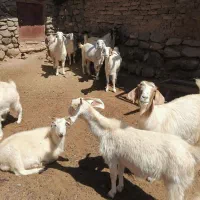 بز دورگ پاکستانی شیری|حیوانات مزرعه|بافت, |دیوار