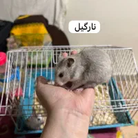 تعدادی همستر زیبا و باهوش|موش و خرگوش|تهران, حبیب الله|دیوار