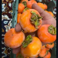 فروش خرمالو