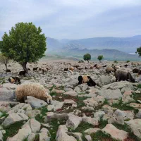 میش بره داشتی