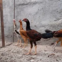 لاری ' اوشامو جوجه مرغ و خروس