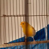 قناری نر مست شلاقی|پرنده|هشتگرد, فاز ۷ مهستان|دیوار