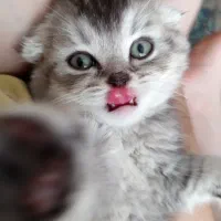 اسکاتیش فولد نر رنگ سیلور