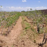 ۶۰۰قصب زمین پسته ای اسلام اباد