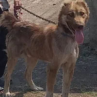 یک عدد سگ خراسانی آدمگیر