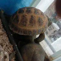 واگذاری خانگی|خزنده|مشهد, نکاح|دیوار