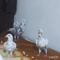 جوجه  سارکفتر