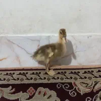 فروش جوجه اردک پکنی|حیوانات مزرعه|چناران, |دیوار