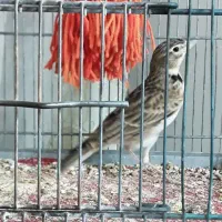 سهره خاکی به شرت بیا به خاندش نگاه کن ببر