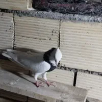 کبوتر طوقی نر و ماده
