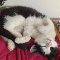 واگذاری گربه اسموکینگ سه ماهه، خانگی و آموزش دیده|گربه|نسیم‌شهر, |دیوار