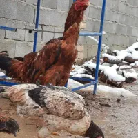تخم لاری نطفه دارتازه