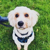 تربیت سگ.آموزش سگ.مربی سگ با سابقه در تهران