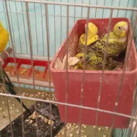 یک جفت مرغ عشق با چاهارتا جوجه