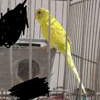 مرغ عشق|پرنده|مرودشت, شهرک مهدیه|دیوار