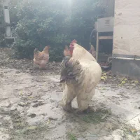 خروس و مرغ برهما