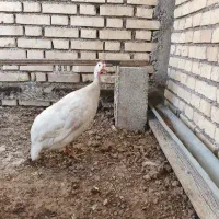 معاوضه مرغ شاخ دار با خروس