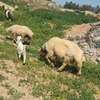 ورن ۴خلط بشرط