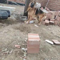 ژرمن شپرد|سگ|اردبیل, |دیوار