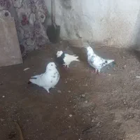 کبوتر طوقی