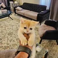 بچه گربه