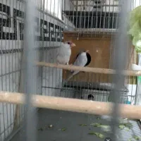 5جفت فنچ نرگسی شکلاتی وسیلور ..|پرنده|قم, شهرک فاطمیه|دیوار