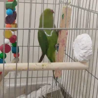 طوطی ملنگو سه ماهه سالم|پرنده|کهریزک, |دیوار