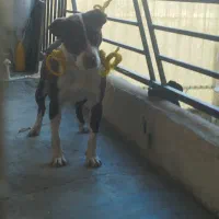 سگ .|سگ|کرمانشاه, |دیوار