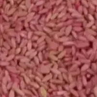گندم دیم وابی بذری  پیشگام